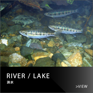 RIVER / LAKE